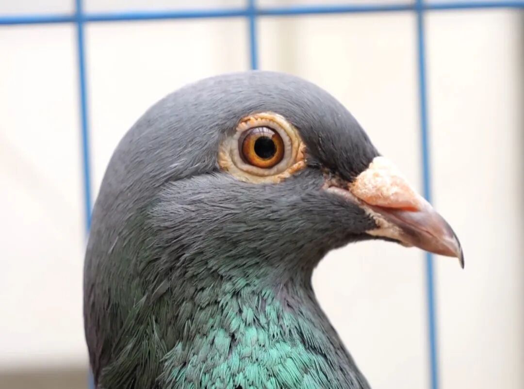 DƬ
